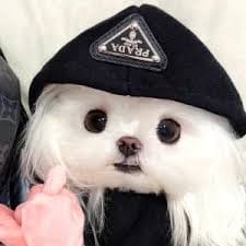 Trần Văn Tuấn avatar